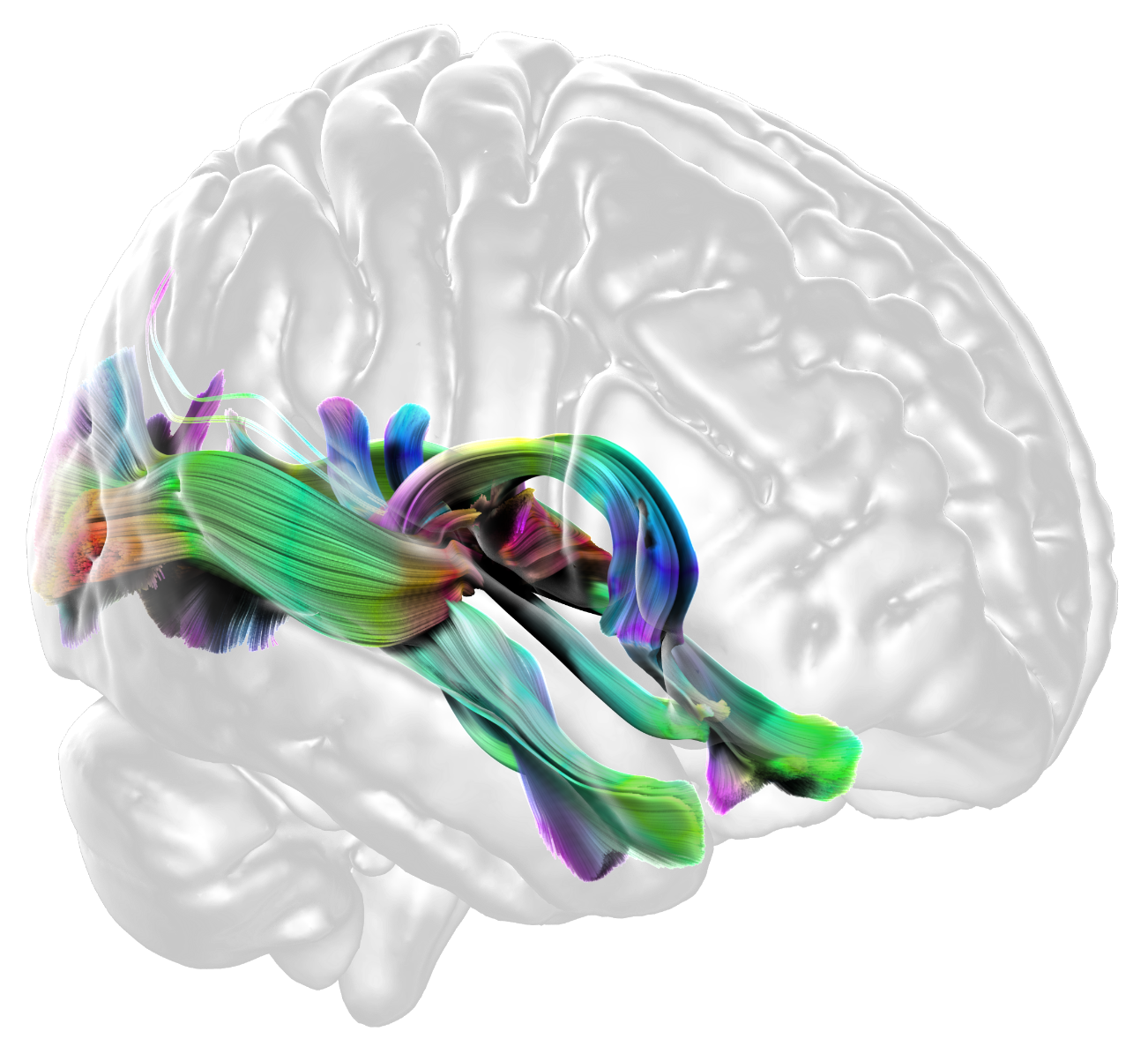 Pacific Rim Neuroimaging Home